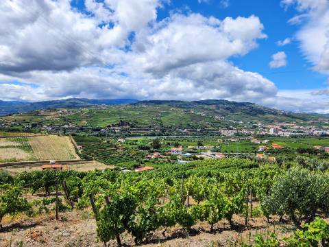 Terreno Vinícola com PIP em Apreciação para Boutique Hotel