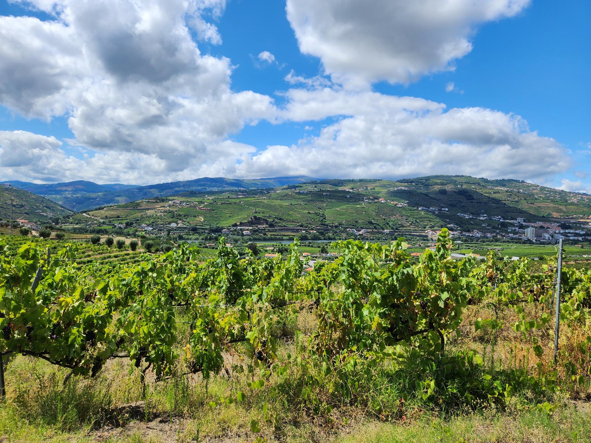 Terreno Vinícola com PIP em Apreciação para Boutique Hotel