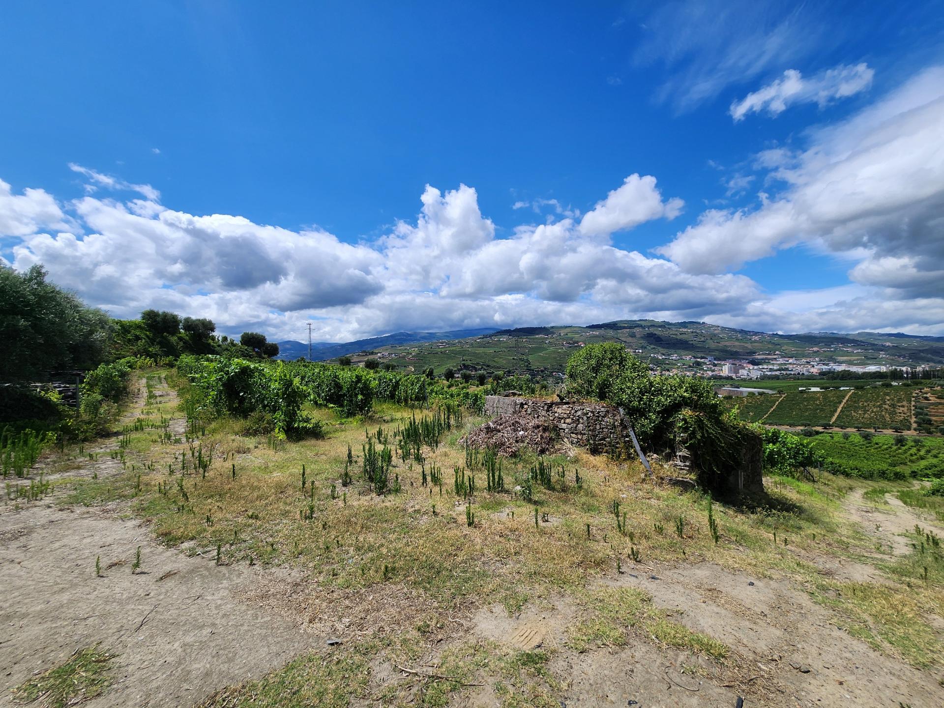 Terreno Vinícola com PIP em Apreciação para Boutique Hotel