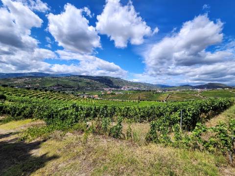 Terreno Vinícola com PIP em Apreciação para Boutique Hotel