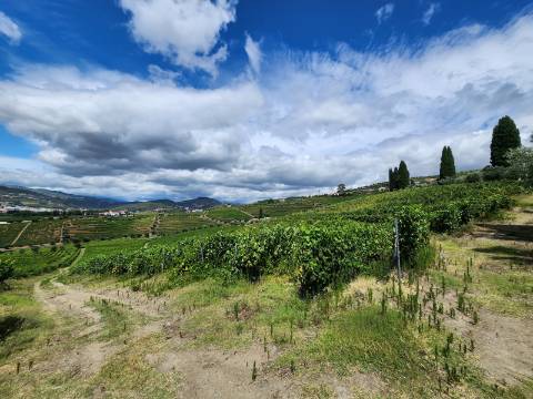 Terreno Vinícola com PIP em Apreciação para Boutique Hotel