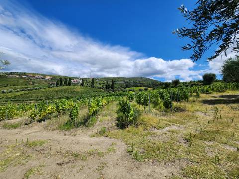 Terreno Vinícola com PIP em Apreciação para Boutique Hotel