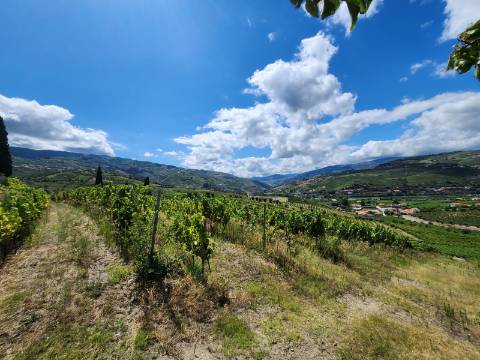 Terreno Vinícola com PIP em Apreciação para Boutique Hotel