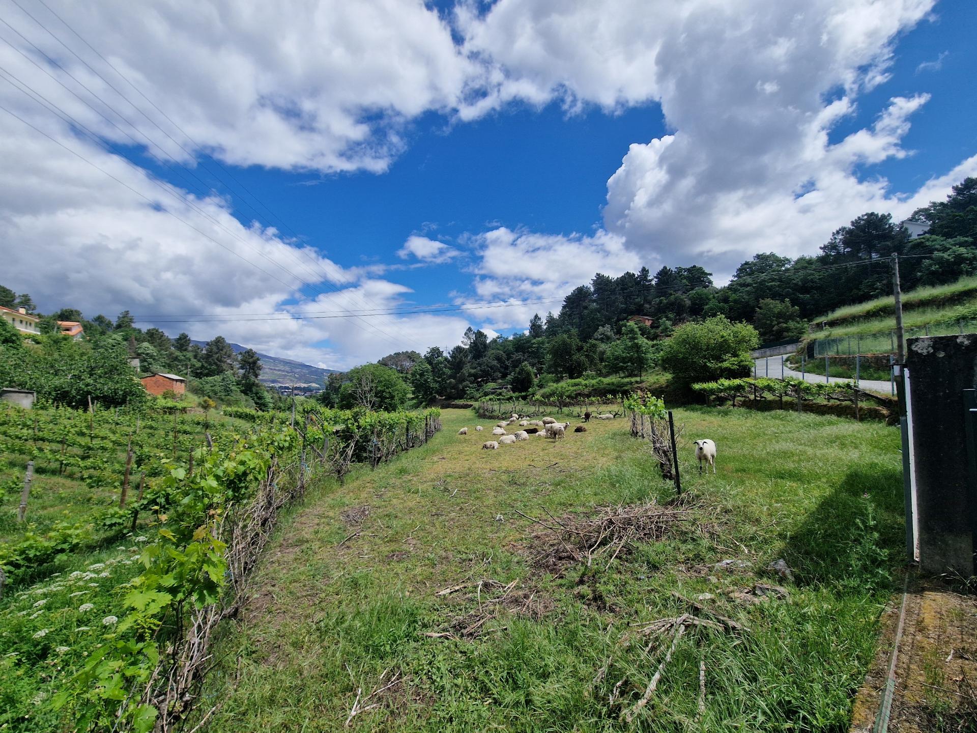 Terreno de 10.000 m2 em Parada de Cunhos, Vila Real