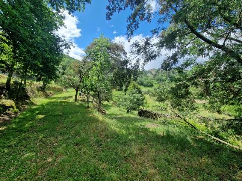 Terreno de 10.000 m2 em Parada de Cunhos, Vila Real