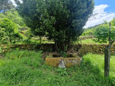 Terreno de 10.000 m2 em Parada de Cunhos, Vila Real