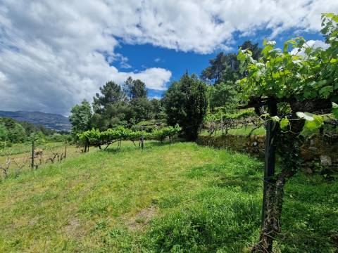 Terreno de 10.000 m2 em Parada de Cunhos, Vila Real