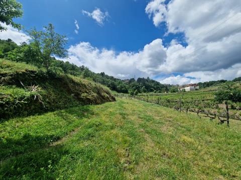 Terreno de 10.000 m2 em Parada de Cunhos, Vila Real
