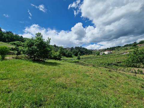 Terreno de 10.000 m2 em Parada de Cunhos, Vila Real