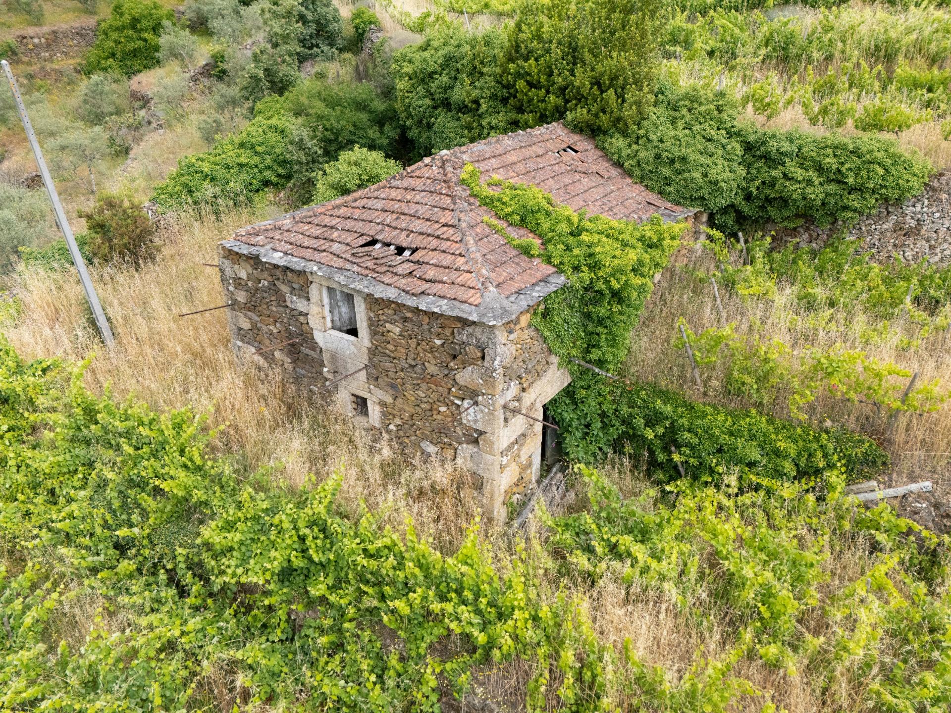Quintinha com Vinha, Oliveiras, Três Edificações e Água Própria