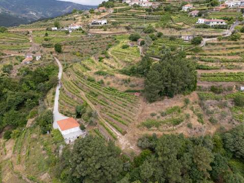 Quintinha com Vinha, Oliveiras, Três Edificações e Água Própria