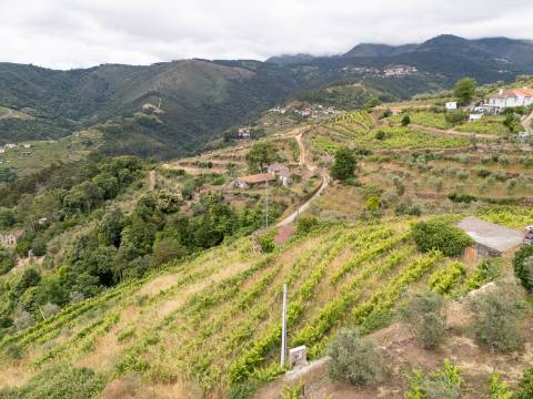 Quintinha com Vinha, Oliveiras, Três Edificações e Água Própria