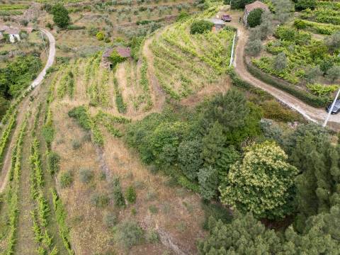 Quintinha com Vinha, Oliveiras, Três Edificações e Água Própria