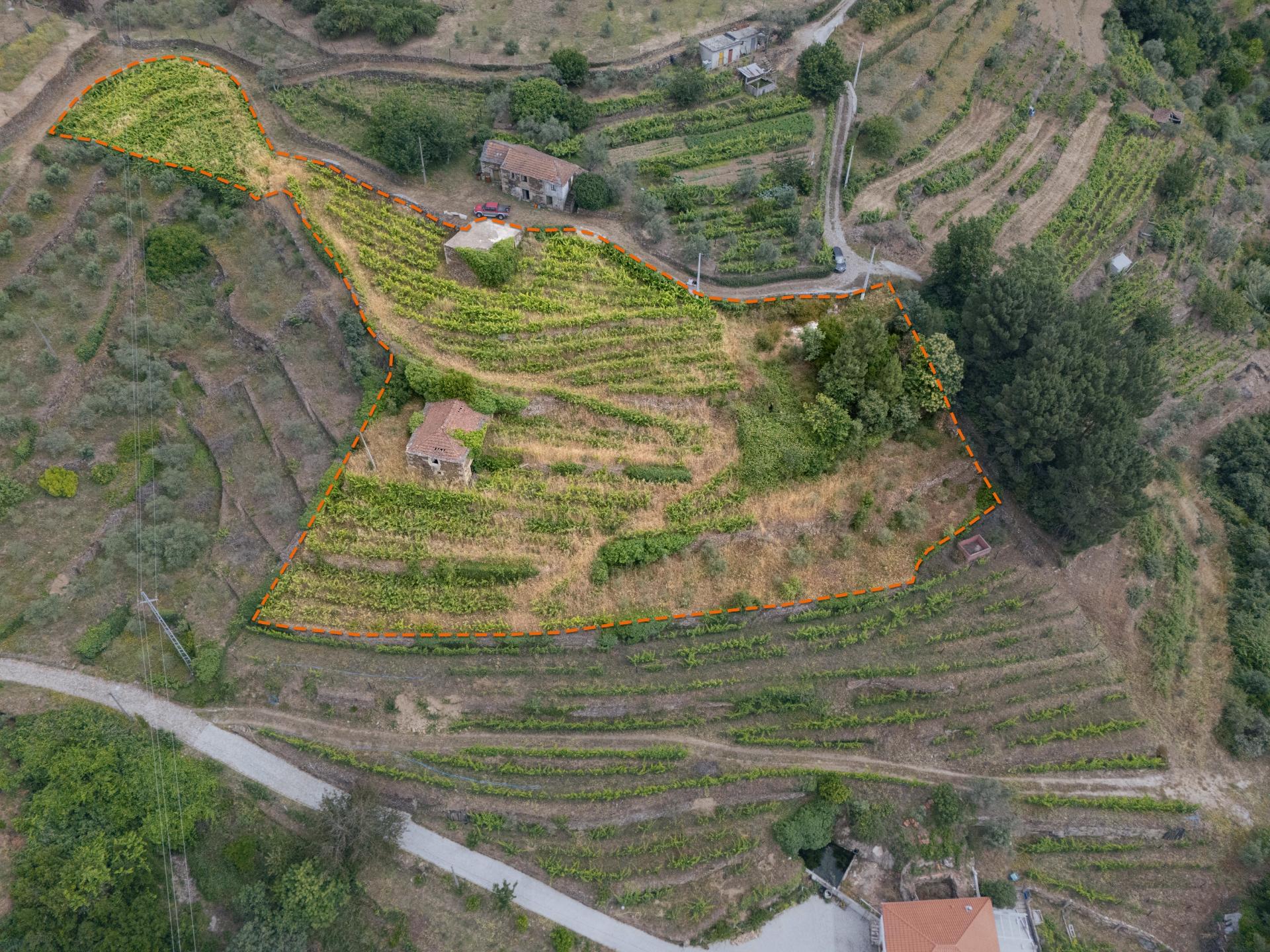 Propriedade com Vinha, Oliveiras, Três Edificações e Água Própria