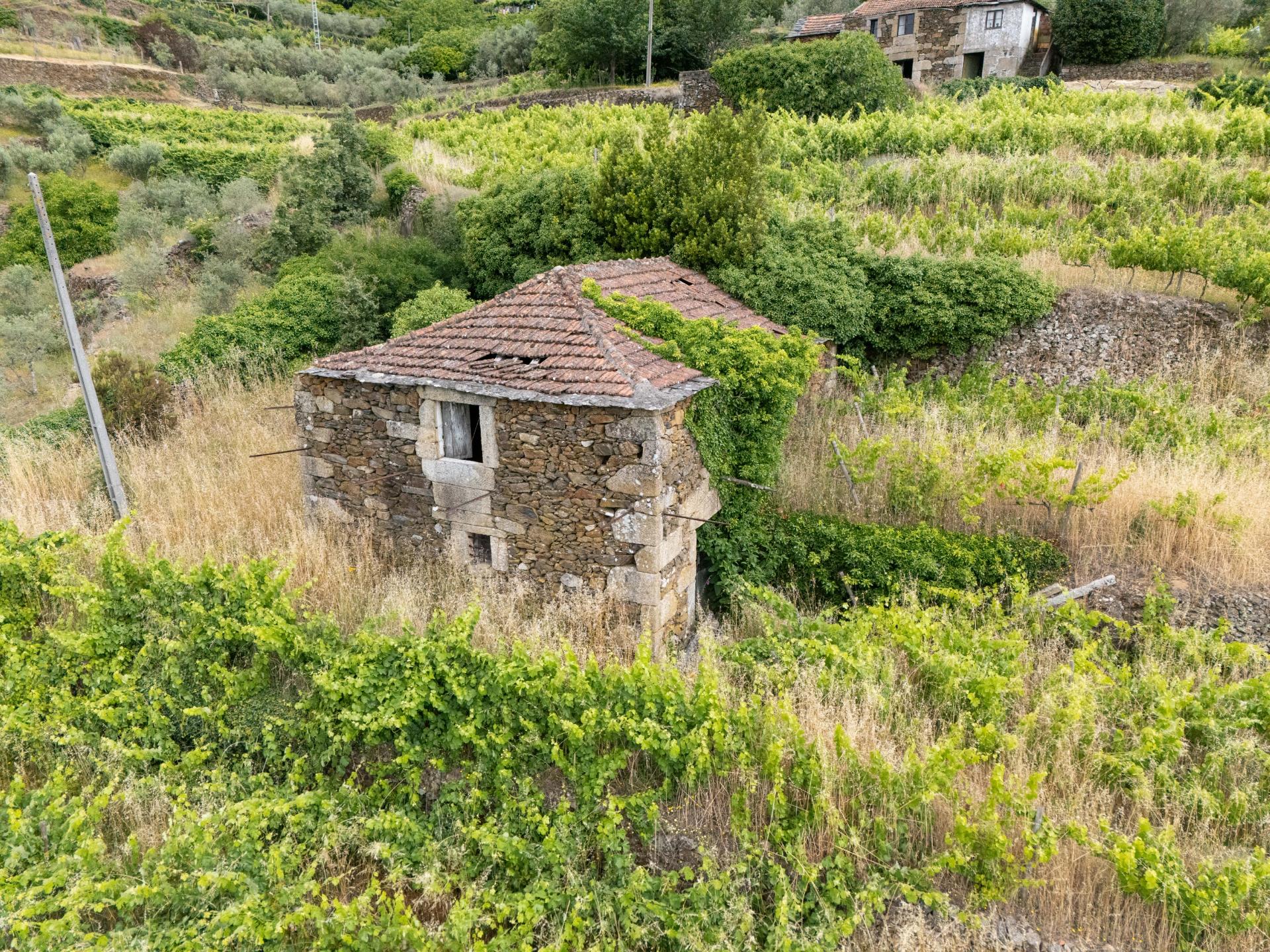 Propriedade com Vinha, Oliveiras, Três Edificações e Água Própria