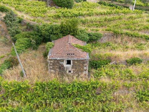 Propriedade com Vinha, Oliveiras, Três Edificações e Água Própria