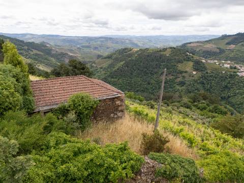 Propriedade com Vinha, Oliveiras, Três Edificações e Água Própria
