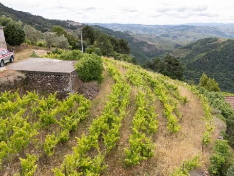 Propriedade com Vinha, Oliveiras, Três Edificações e Água Própria