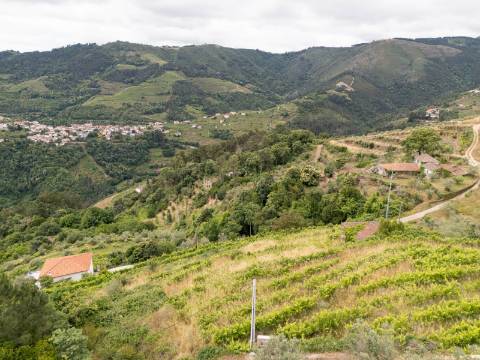 Propriedade com Vinha, Oliveiras, Três Edificações e Água Própria