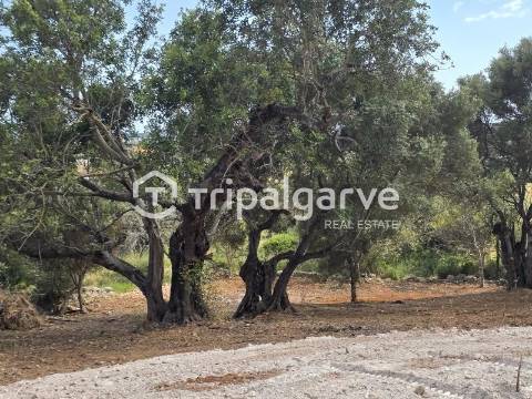 Terreno rústico com Vista Mar em Boliqueime