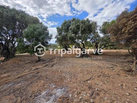 Terreno rústico com Vista Mar em Boliqueime