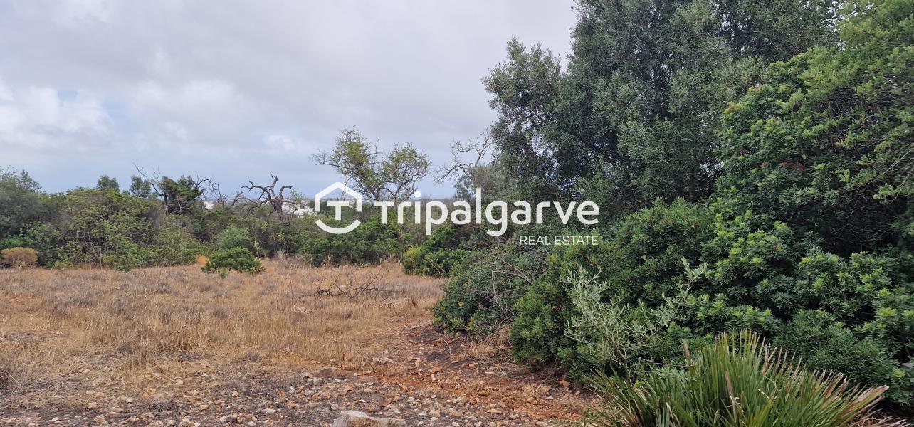 Terreno junto à estrada nacional 125, na Patã de Cima