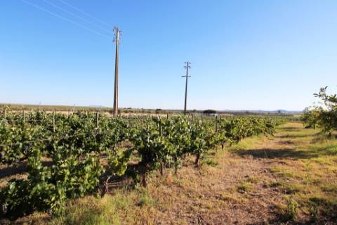 Quinta com moradia T4, piscina com jardim, garagem e vinhas, em Campo Maior