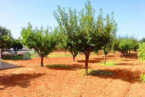 Quinta T4, em Luz de Tavira