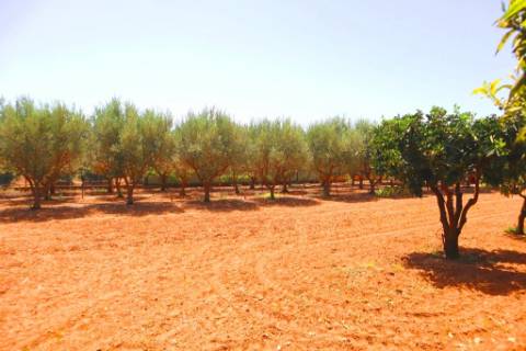 Quinta T4, em Luz de Tavira