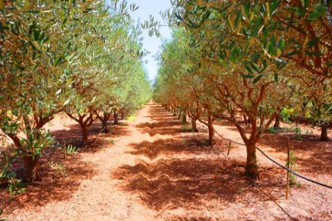 Quinta T4, em Luz de Tavira