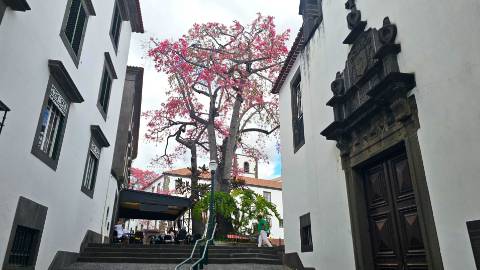 Apartamento T2- Centro do Funchal.