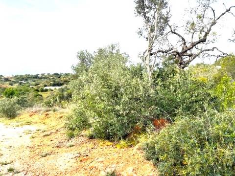 TERRENO COM RUINA, QUELFES, OLHÃO