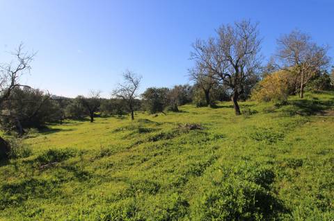 TERRENO MISTO COM 2 RUINAS, PECHÃO
