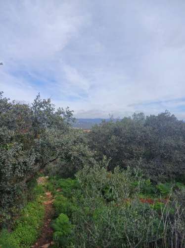 Terreno misto com ruina. Barranco de São Miguel.