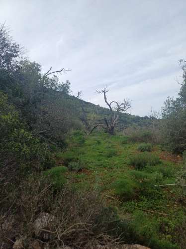Terreno misto com ruina. Barranco de São Miguel.