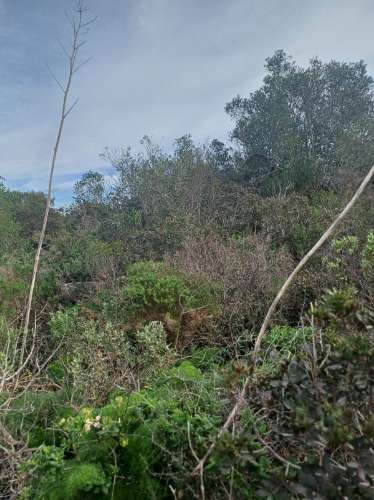 Terreno misto com ruina. Barranco de São Miguel.