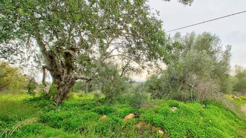 Terreno Rústico com cultura arvense

