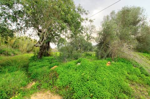 Terreno Rústico com cultura arvense
