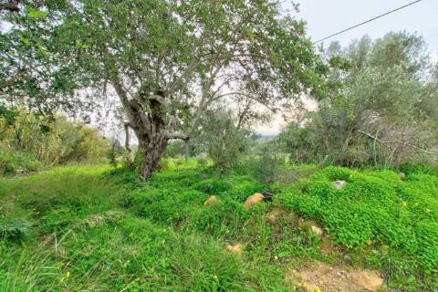 Terreno Rústico com cultura arvense
