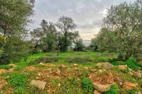 Terreno Rústico com cultura arvense
