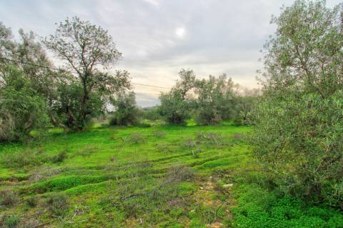 Terreno Rústico com cultura arvense
