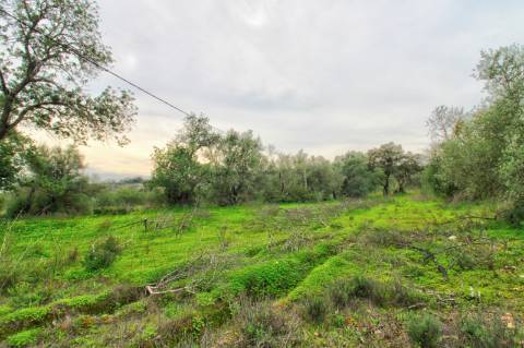 Terreno Rústico com cultura arvense
