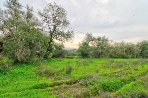 Terreno Rústico com cultura arvense
