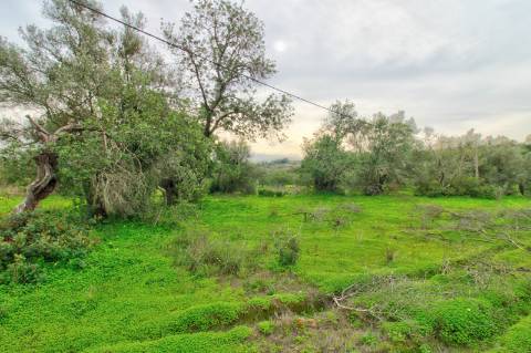 Terreno Rústico com cultura arvense
