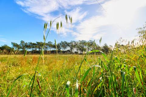 Terreno rustico com grande potencial