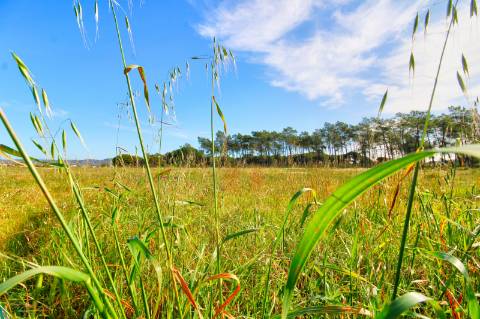 Terreno rustico com grande potencial