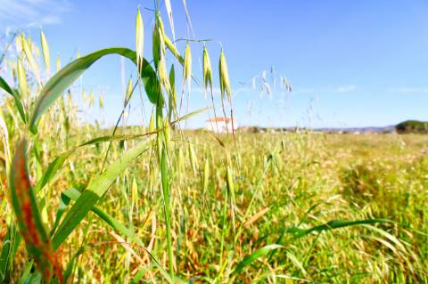 Terreno rustico com grande potencial