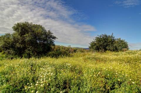 O terreno com projecto de Hotel 5 estrelas.