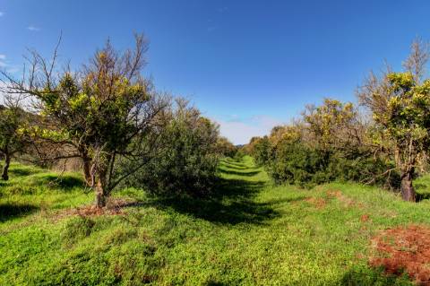 O terreno com projecto de Hotel 5 estrelas.