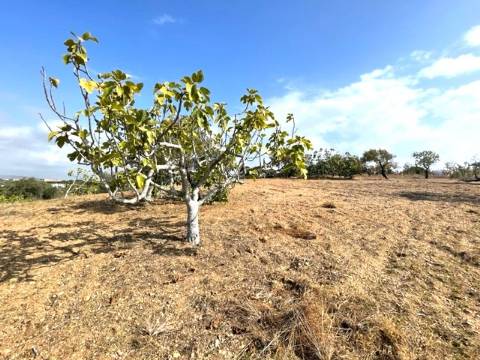 FANTÁSTICA QUINTA RURAL, BIAS DO SUL
